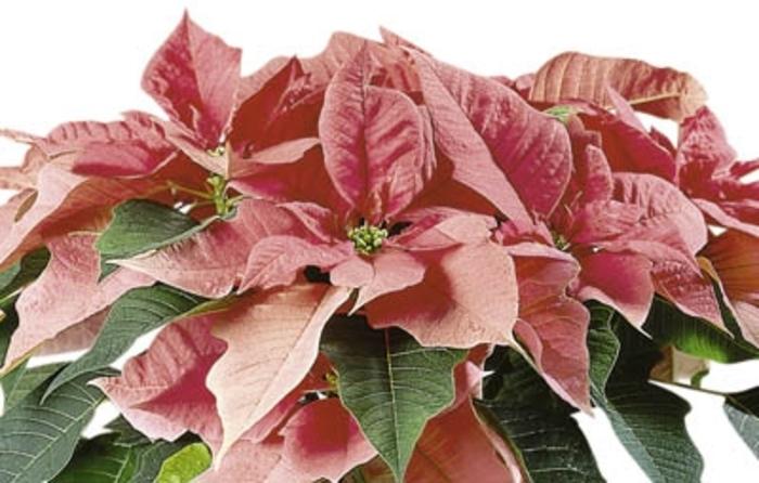 Phlox paniculata Volcano&reg; Ruby