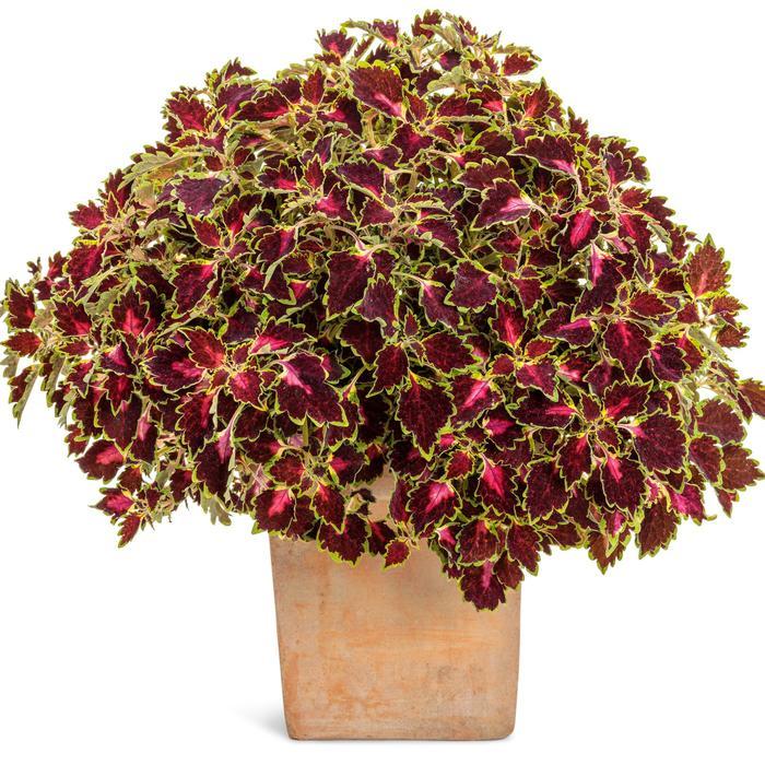 Acer miyabei State Street&reg;
