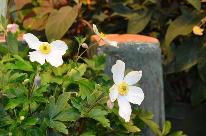 Mandevilla Sun Parasol&reg; Giant White