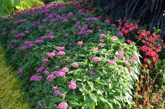 Pentas lanceolata Butterfly Deep Pink