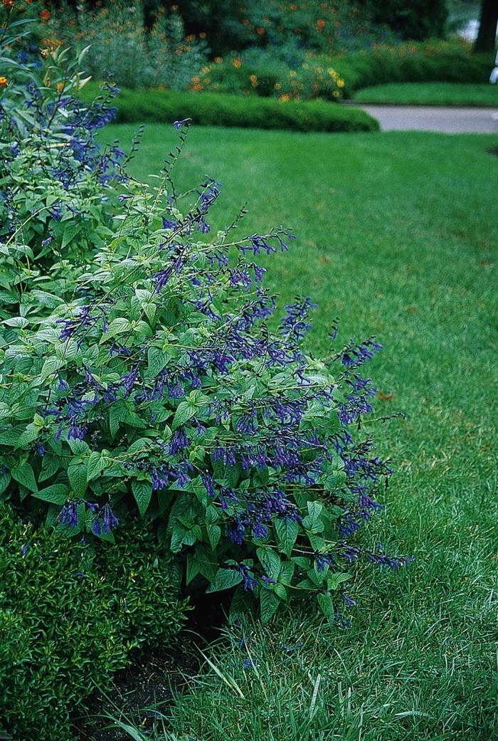 Salvia guaranitica Black & Blue