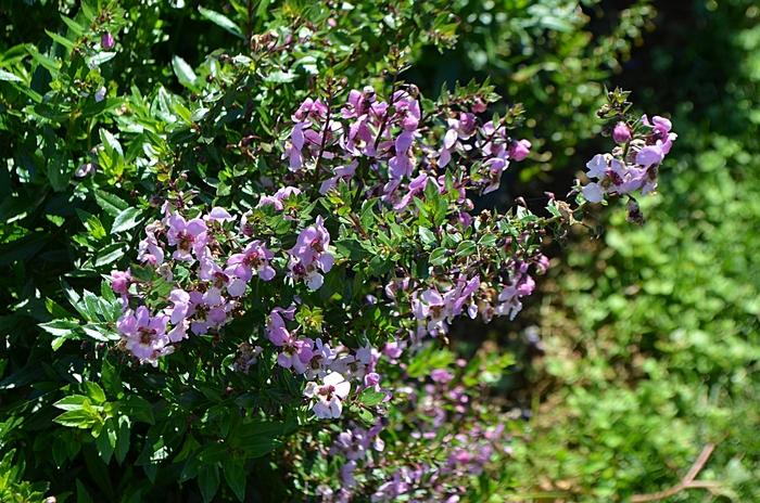 Angelonia angustifolia Archangel&trade; Pink Improved