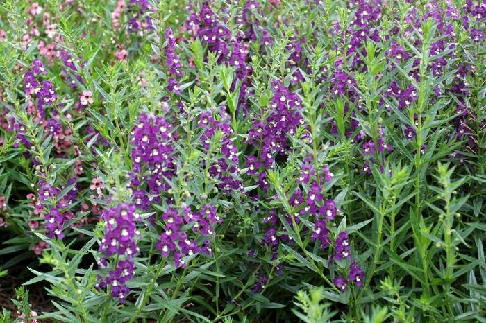 Angelonia angustifolia AngelDance&trade; Fuchsia bicolor