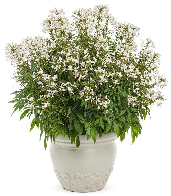 Angelonia angustifolia Archangel&trade; White