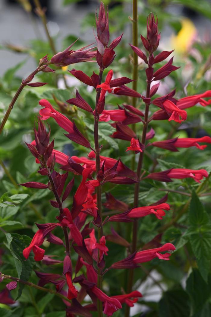 Codiaeum variegatum Petra