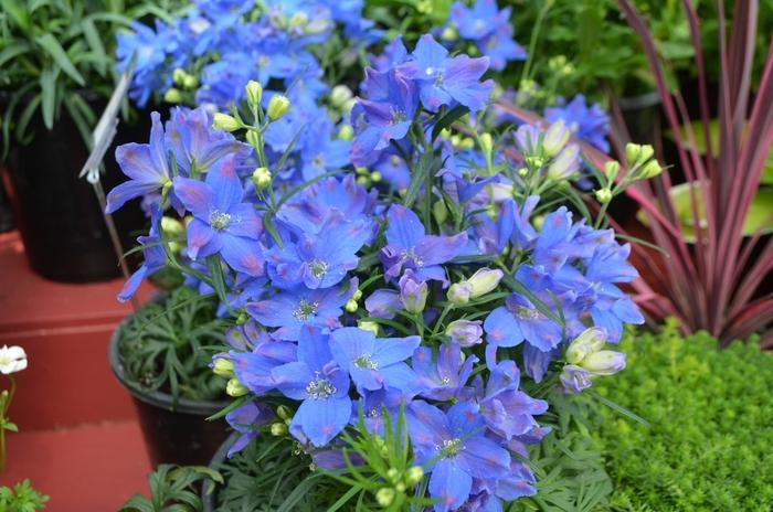 Delphinium grandiflorum Diamond Blue