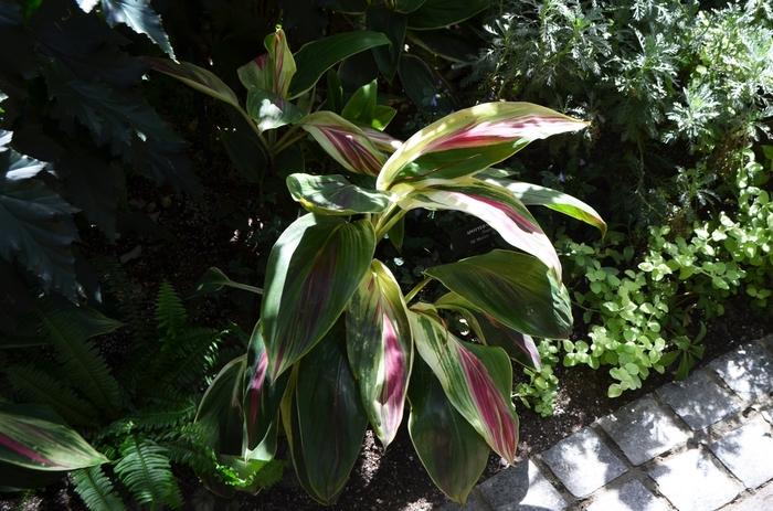 Aechmea mulfordii Malva