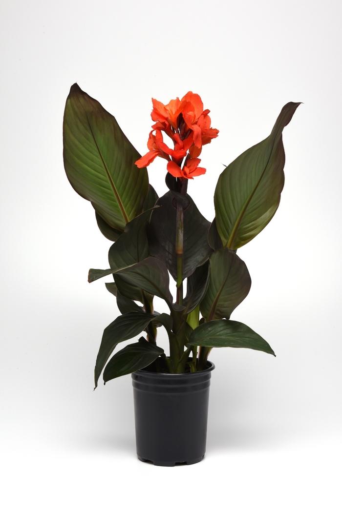 Aglaonema Jazzed Gems&trade; Garnet Coltrane
