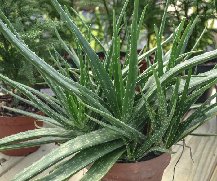 Aloe barbadensis 