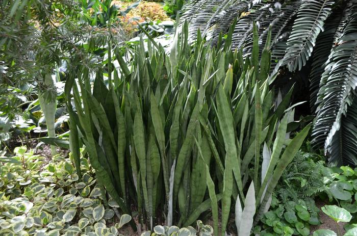 Sansevieria trifasciata Silver Queen