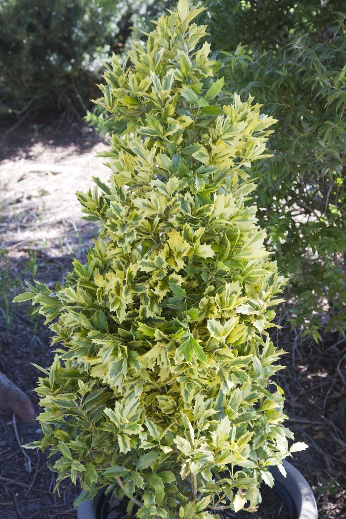Viola x wittrockiana Colossus&trade; Yellow w/Blotch