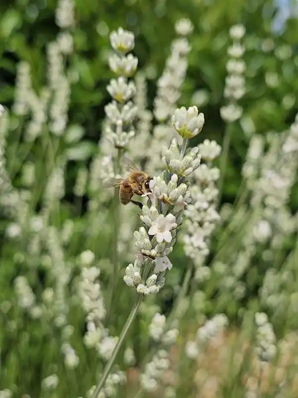 Lavandula x intermedia 'Exceptional' 