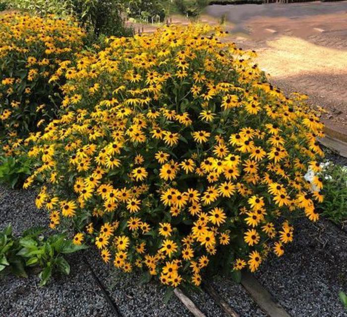 Rudbeckia fulgida Mega Millions&trade;