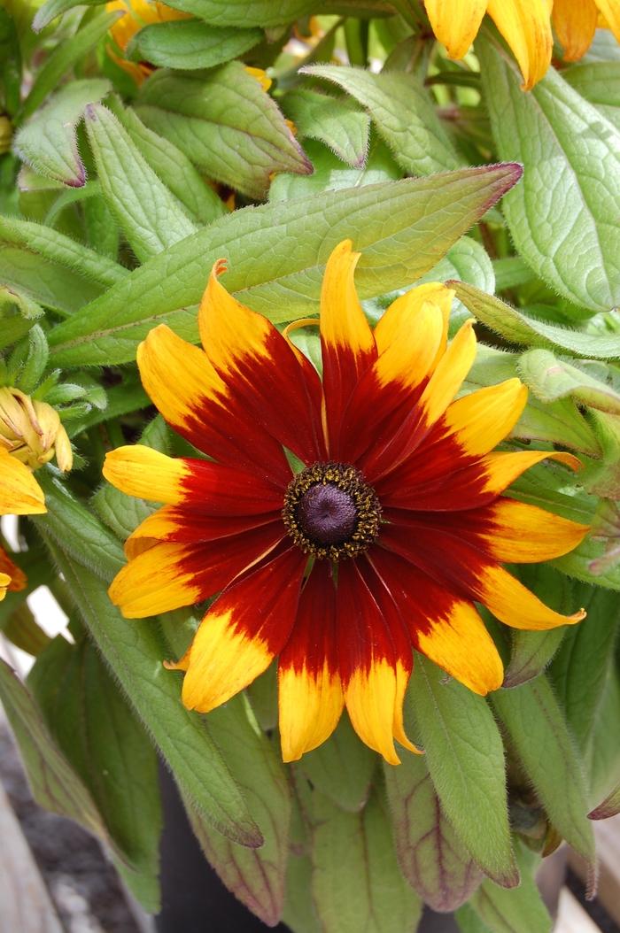 Rudbeckia hirta Becky Formula Mix