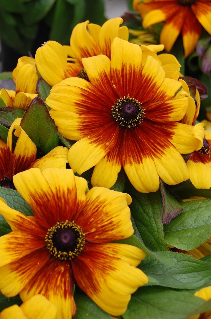 Rudbeckia hirta Becky Cinnamon Bicolor