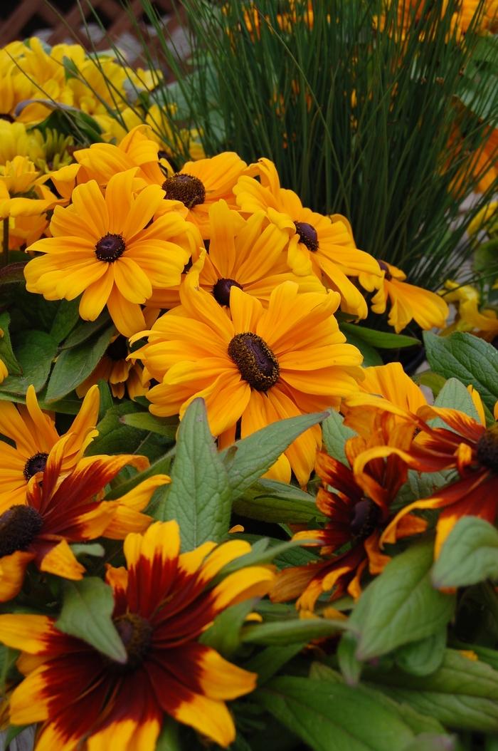 Rudbeckia hirta Becky Orange