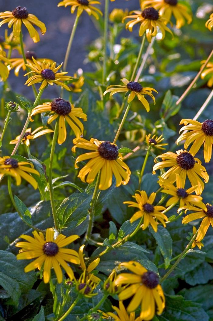 Rudbeckia fulgida 