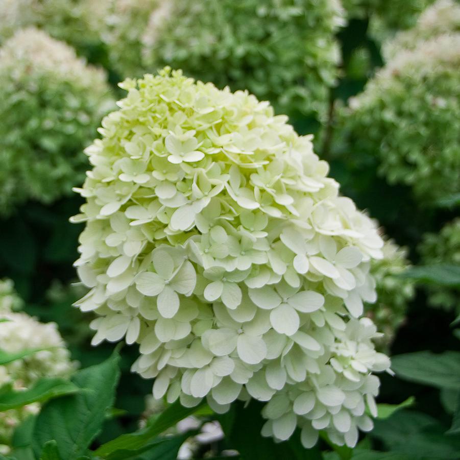Hydrangea paniculata 'Little Lime®'