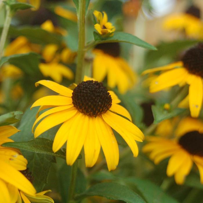 Rudbeckia fulgida Early Bird Gold