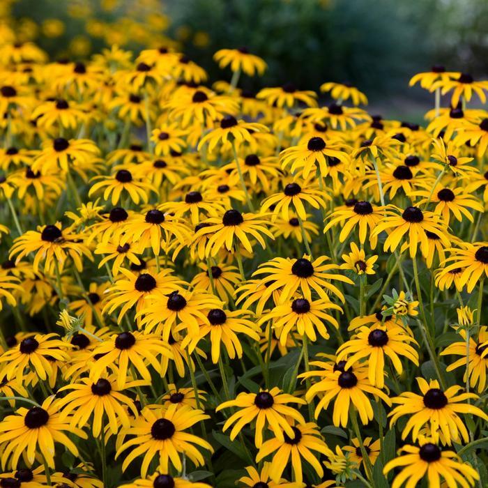 Rudbeckia Treasure Trove