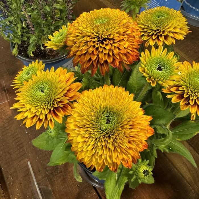 Rudbeckia Solar Sisters&trade;