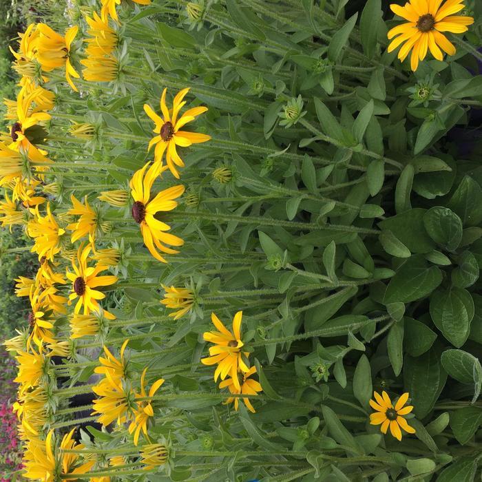 Rudbeckia Glitters Like Gold