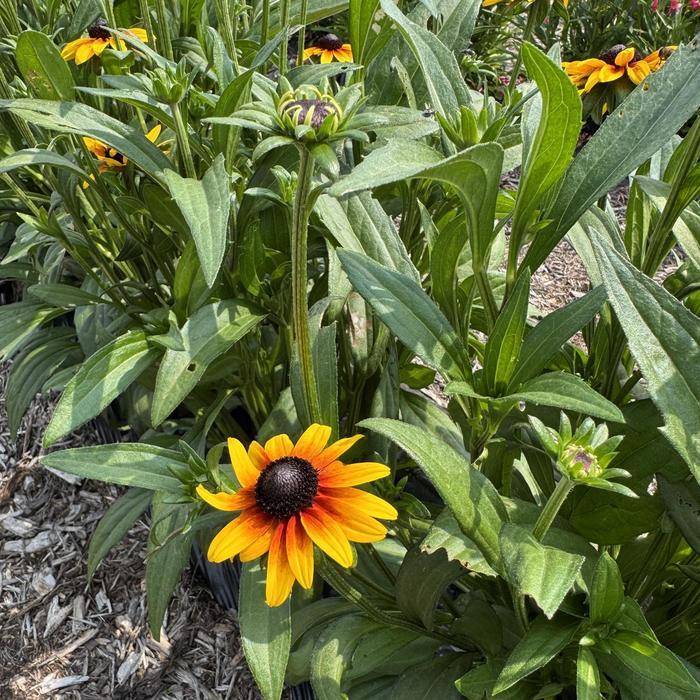 Rudbeckia Suntacular