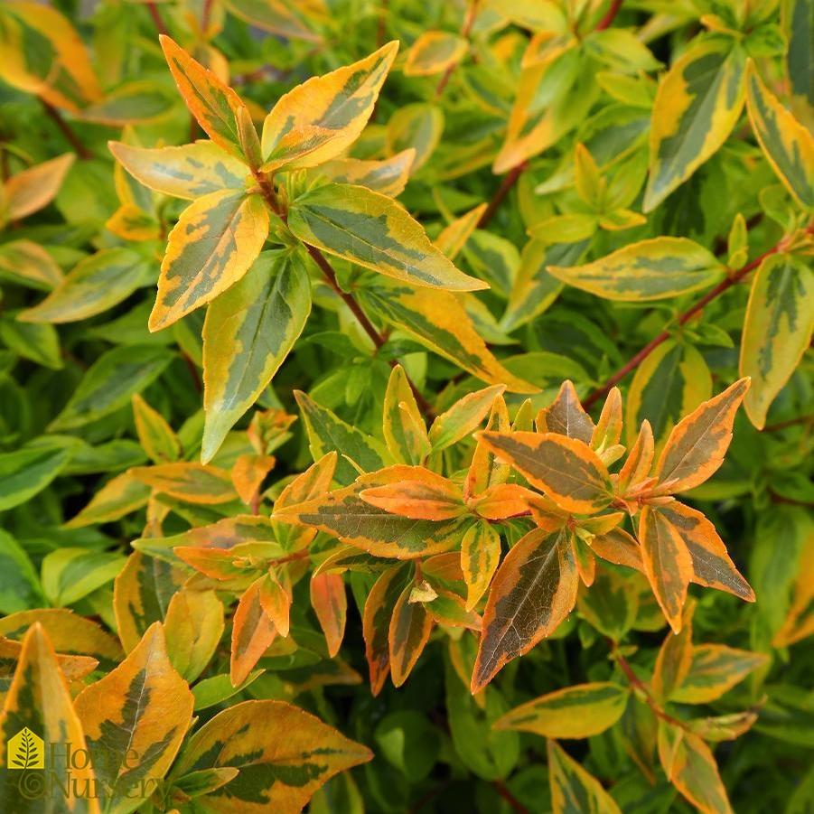 Abelia x grandiflora 'Kaleidoscope'