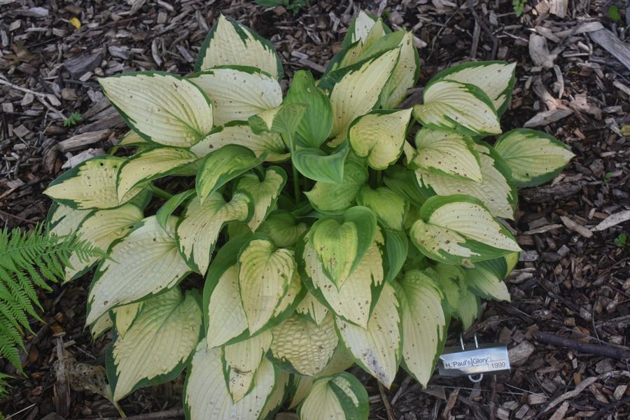 Hosta 'Paul's Glory' 