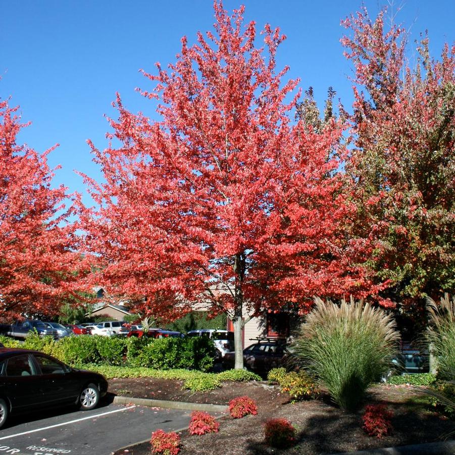 Acer rubrum 'Red Sunset®' - Red Maple