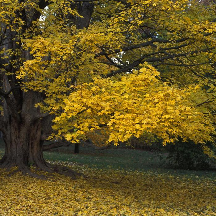 Acer miyabei State Street&reg;