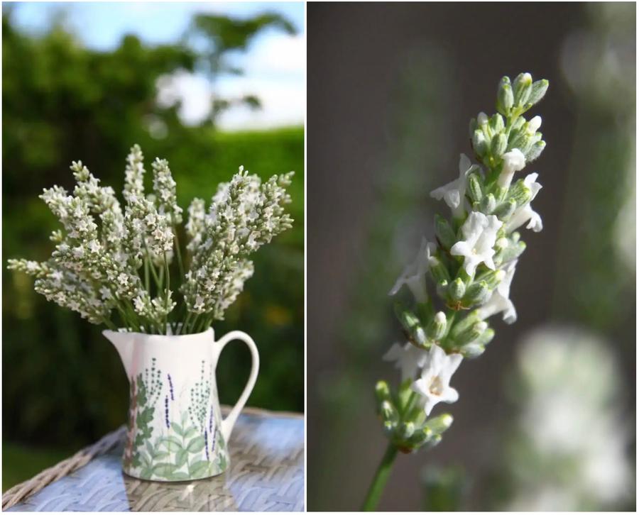 Lavandula x intermedia 'Exceptional'