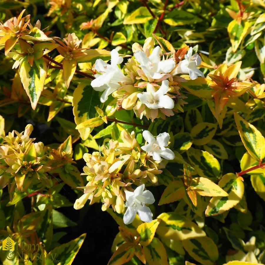 Abelia x grandiflora 'Kaleidoscope' 