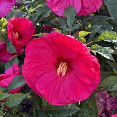Hibiscus Summer in Paradise