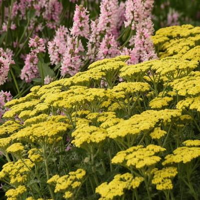 Achillea Firefly Sunshine