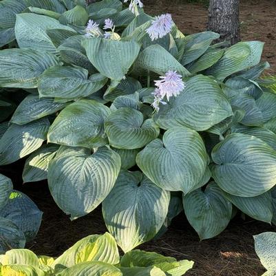 Hosta Shadowland&reg; Empress Wu