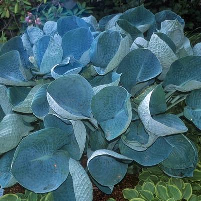 Hosta Abiqua Drinking Gourd