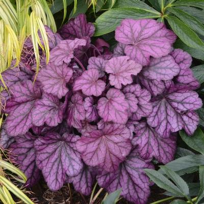 Heuchera Primo&trade; Wild Rose