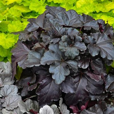 Heuchera Primo&reg; Black Pearl