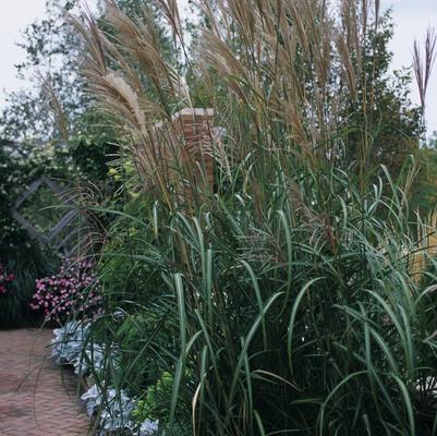 Miscanthus sinensis Rigoletto