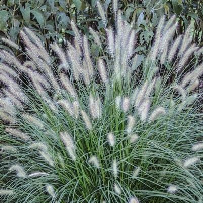 Pennisetum alopecuroides Hameln