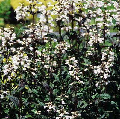 Penstemon digitalis Husker Red