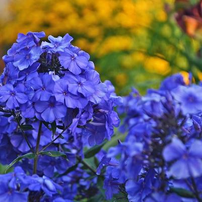 Phlox paniculata Blue Paradise