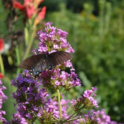 Phlox paniculata Jeana