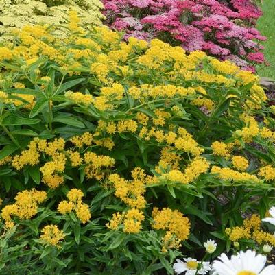 Asclepias tuberosa Hello Yellow