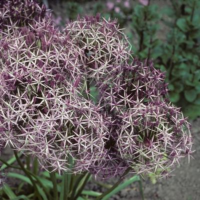 Allium christophii 