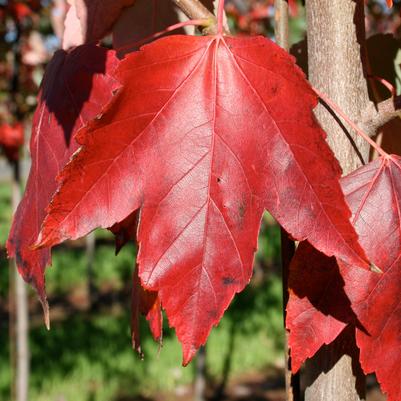 Acer rubrum Red Sunset&reg;