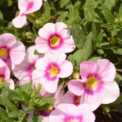 Calibrachoa Bloomtastic Rose Quartz - Million Bells