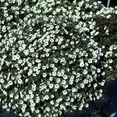 Calibrachoa Lirica White