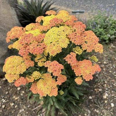 Achillea Firefly Peach Sky
